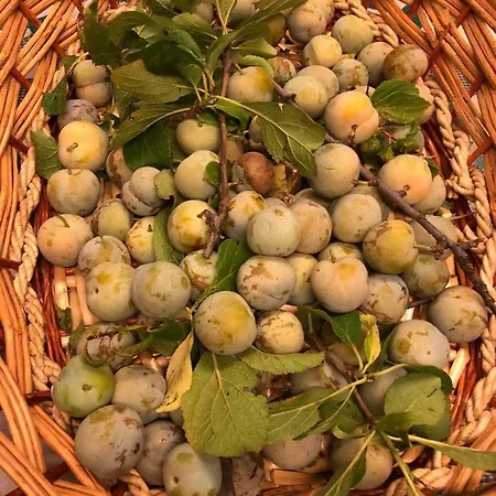 ホームステイ Allegria Natura E Serenita
