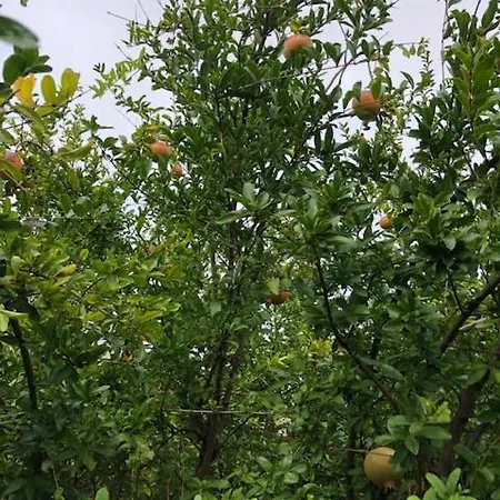 Ubytování v soukromí Allegria Natura E Serenita Cellamare